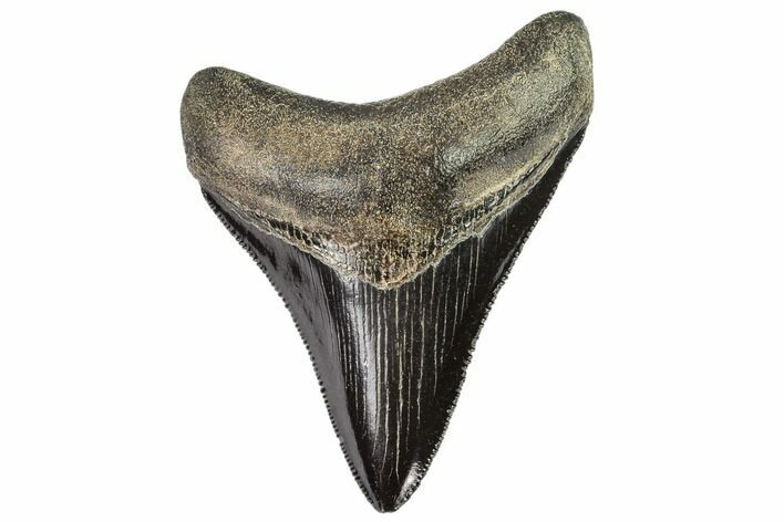 Serrated, Megalodon Tooth - Black Enamel #112597